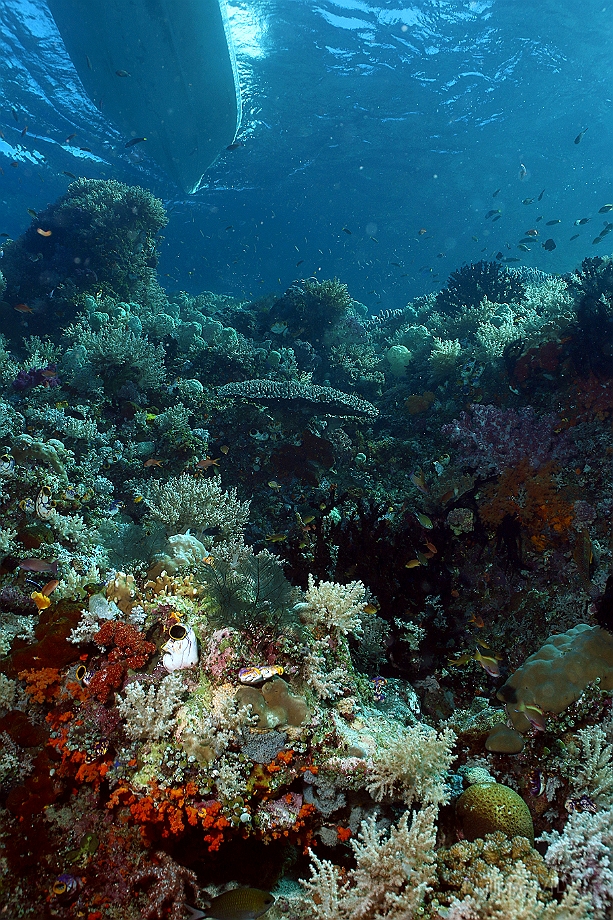 Raja Ampat 2016 - Corail - IMG_4901_rc.jpg